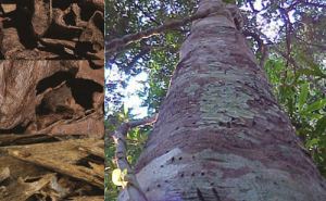 Аквилария Удовая - ценнейшее дерево! Аквилария Удовая - ценнейшее дерево!