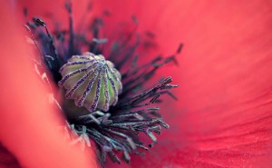 Восточно цветочная группа ароматов Восточно цветочная группа ароматов