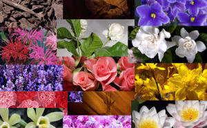 Основные исходные компоненты Арабских духов Основные исходные компоненты Арабских духов