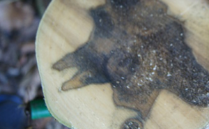 Способ производства масла агарового дерева Способ производства масла агарового дерева