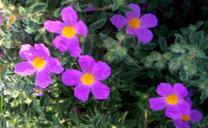 Экстракт ладанника Экстракт ладанника